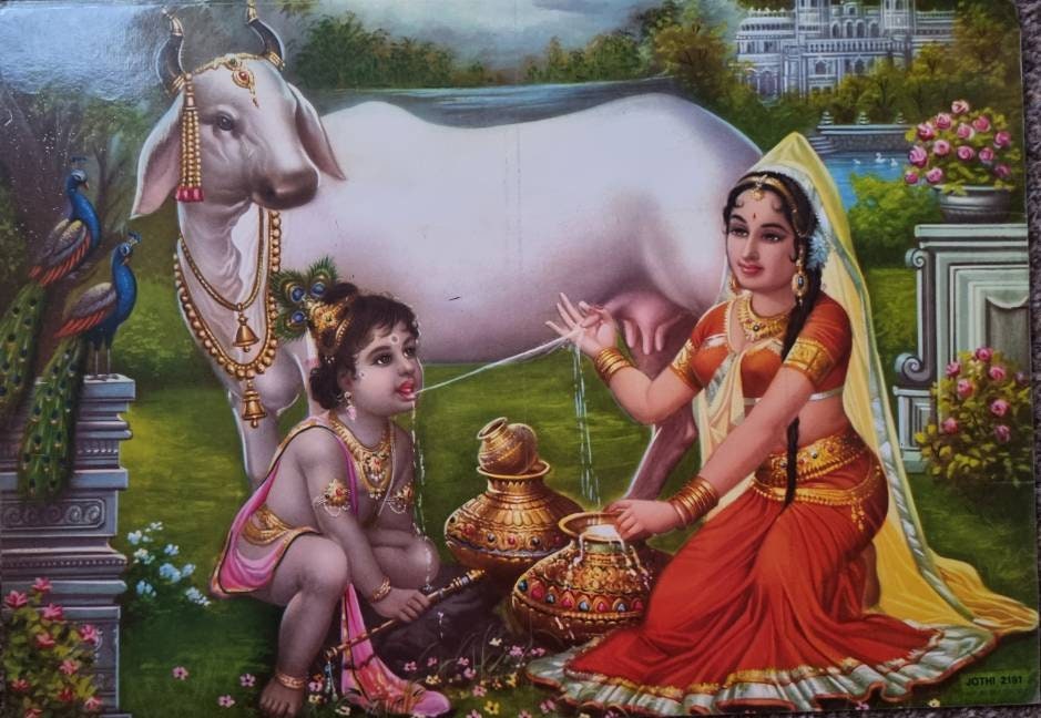 Hindu god Krishna drinking milk from Gau Mata