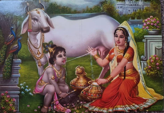 Hindu god Krishna drinking milk from Gau Mata