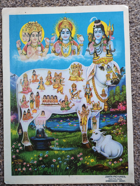 7 x 9 inch Vinatge print of gau mata with Brahma, vishnu and shiva by janta