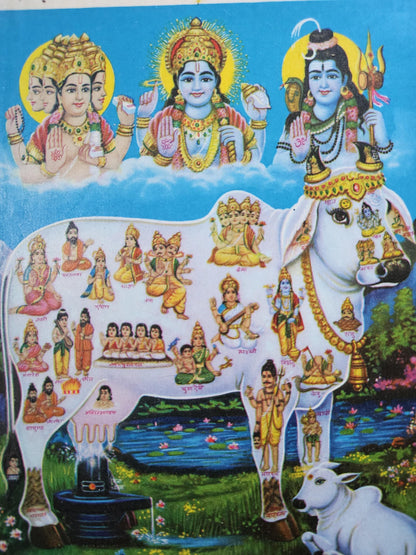 7 x 9 inch Vinatge print of gau mata with Brahma, vishnu and shiva by janta