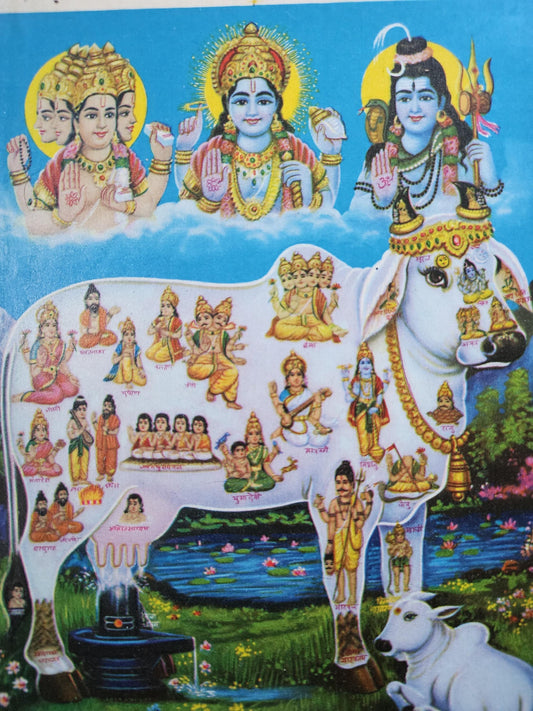 7 x 9 inch Vinatge print of gau mata with Brahma, vishnu and shiva by janta